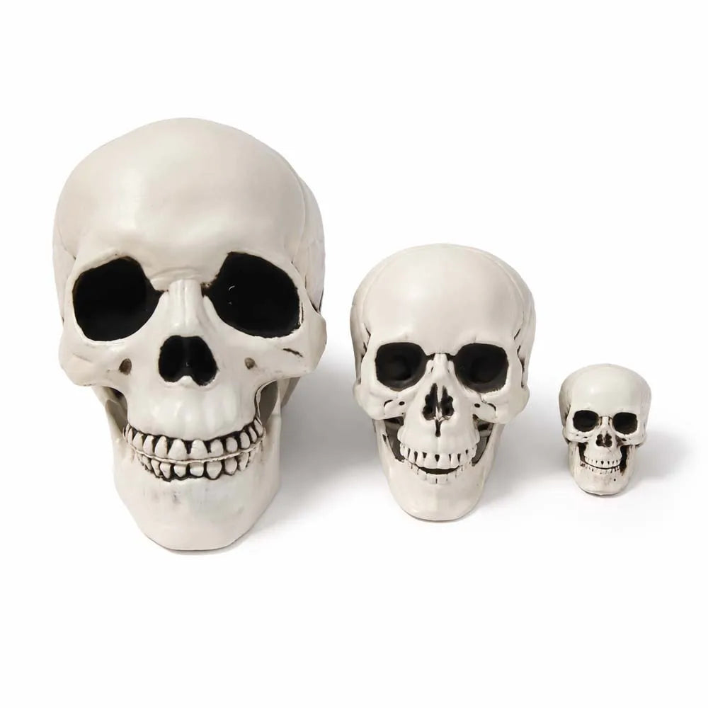 Realistic Plastic Skull Prop Halloween Cosplay