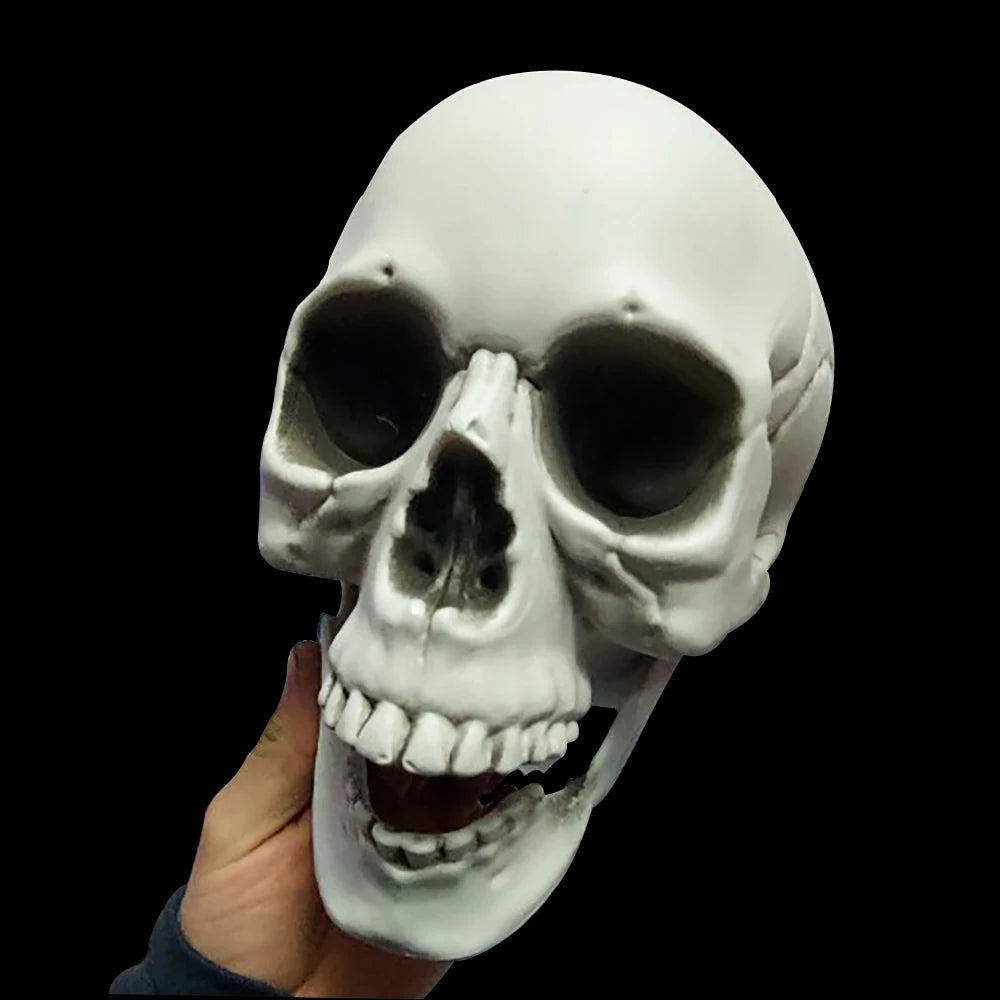Realistic Plastic Skull Prop Halloween Cosplay