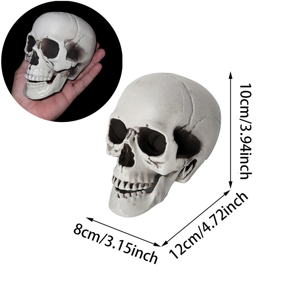 Realistic Plastic Skull Prop Halloween Cosplay