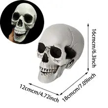 Realistic Plastic Skull Prop Halloween Cosplay